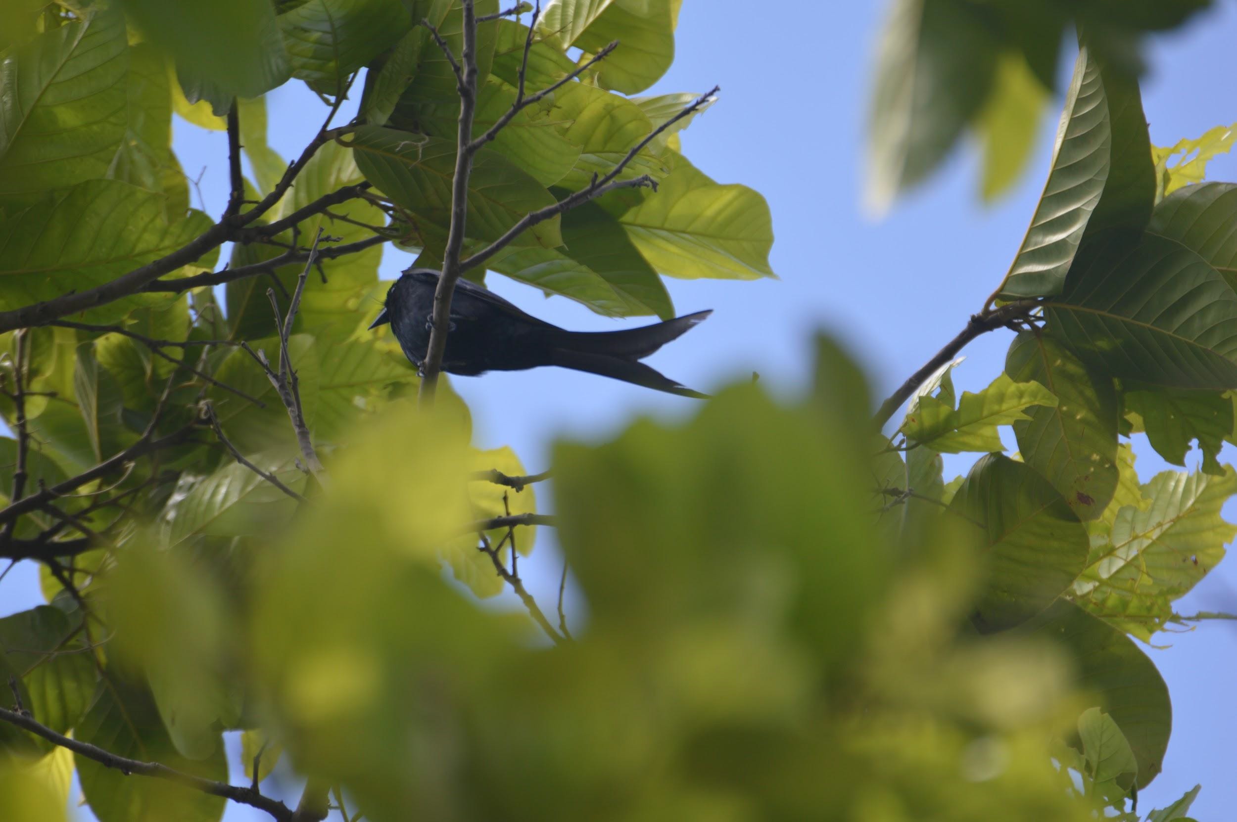 Black Drongo (Dumka)