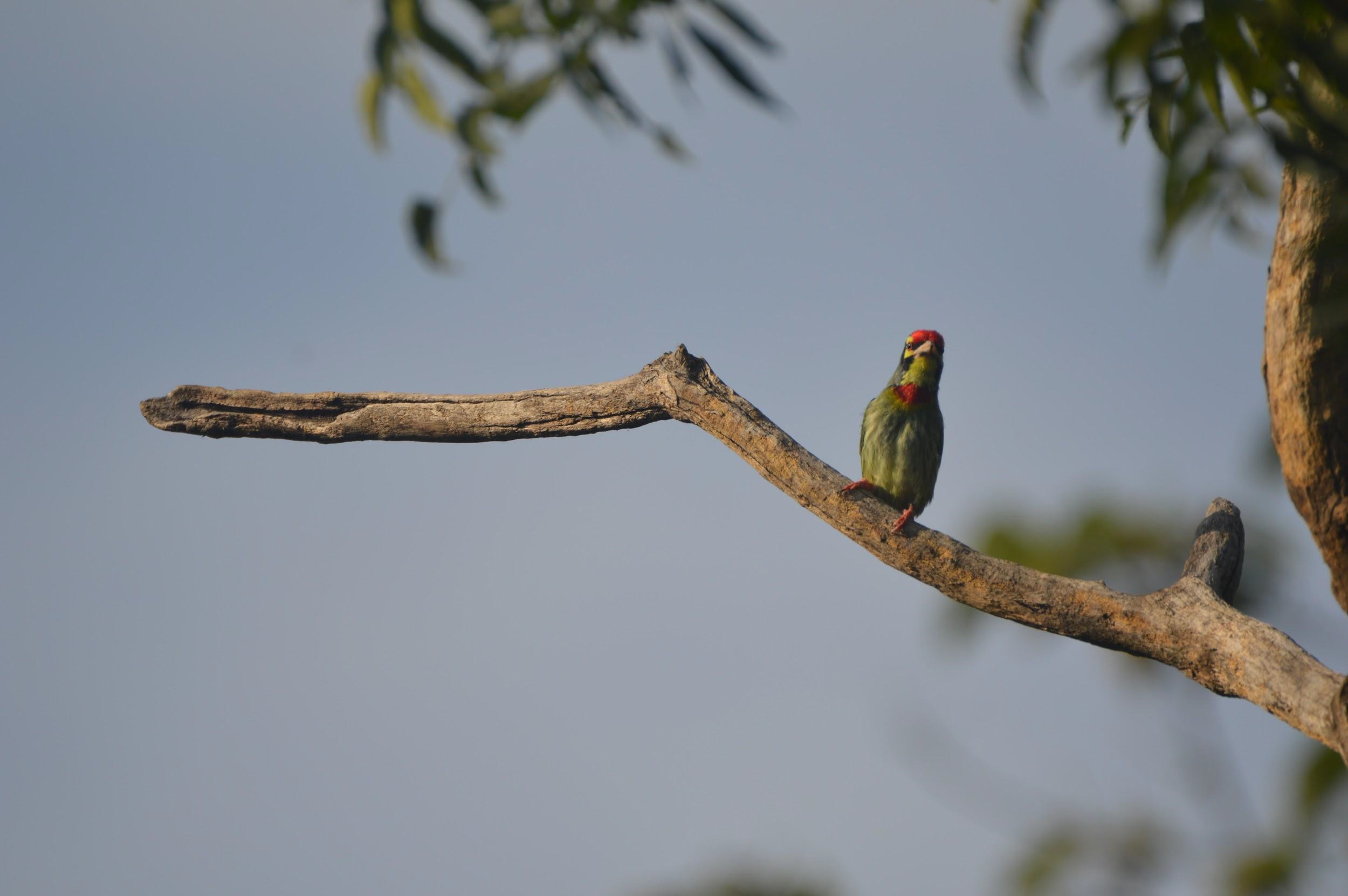 Coppersmith Barbet (Dumka)