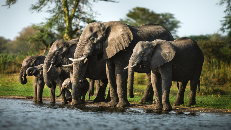 Elephant Image